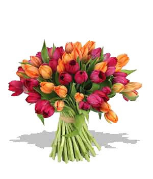 http://4.bp.blogspot.com/_lddFFu6s4yQ/SbbUPEoLQJI/AAAAAAAAQWM/Q9rn0sEwJPE/s400/tulipany7.jpg