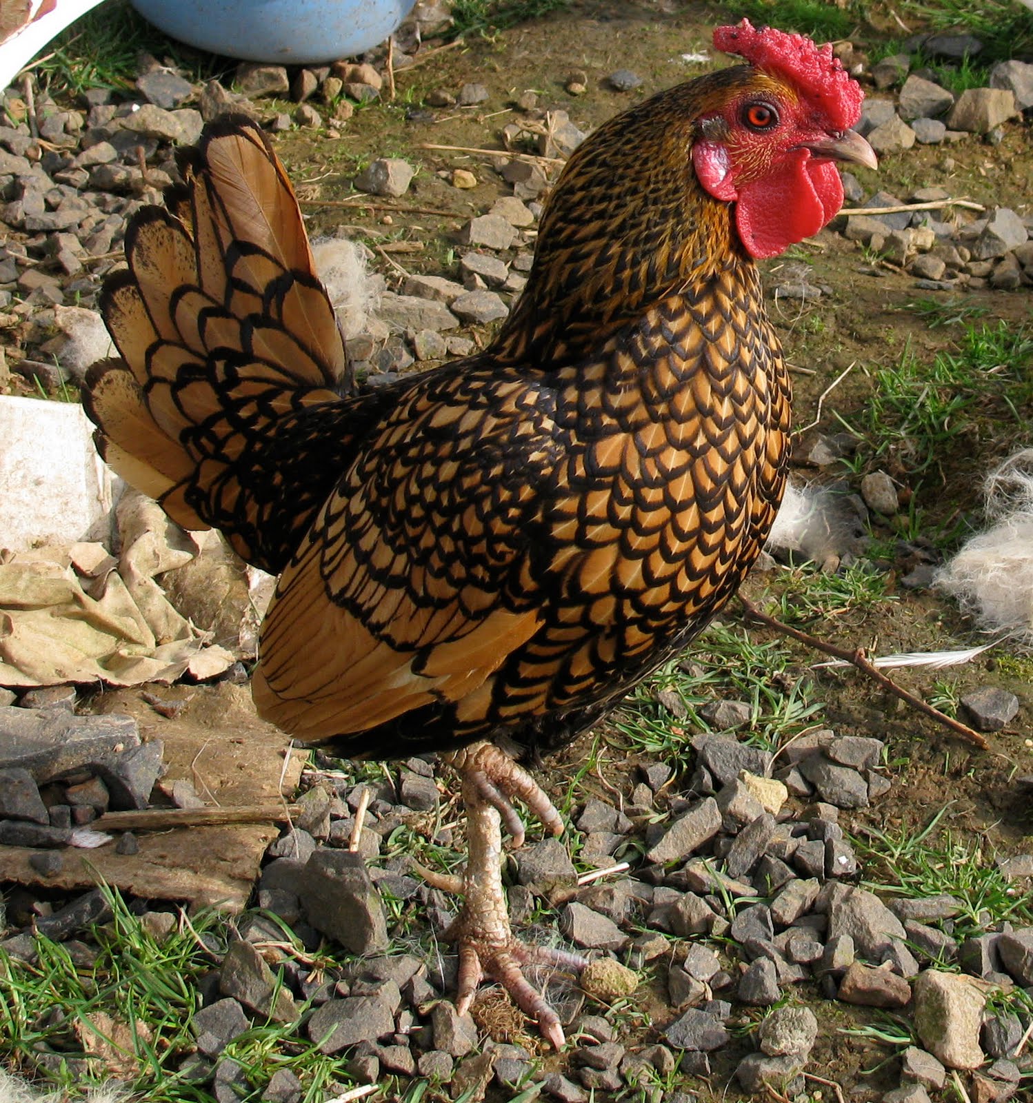 Ravenwood Farm Tails Seabrights