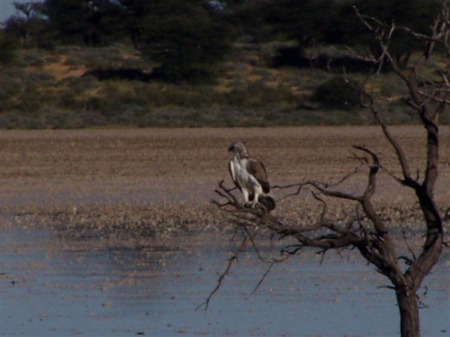 Martial Eagle Hunting