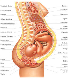 Anatomia Feminina: