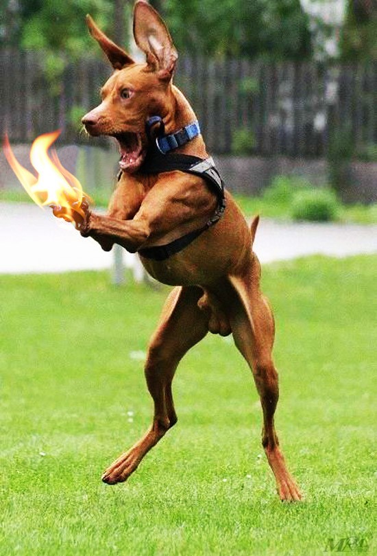 Funny animals Funny animals