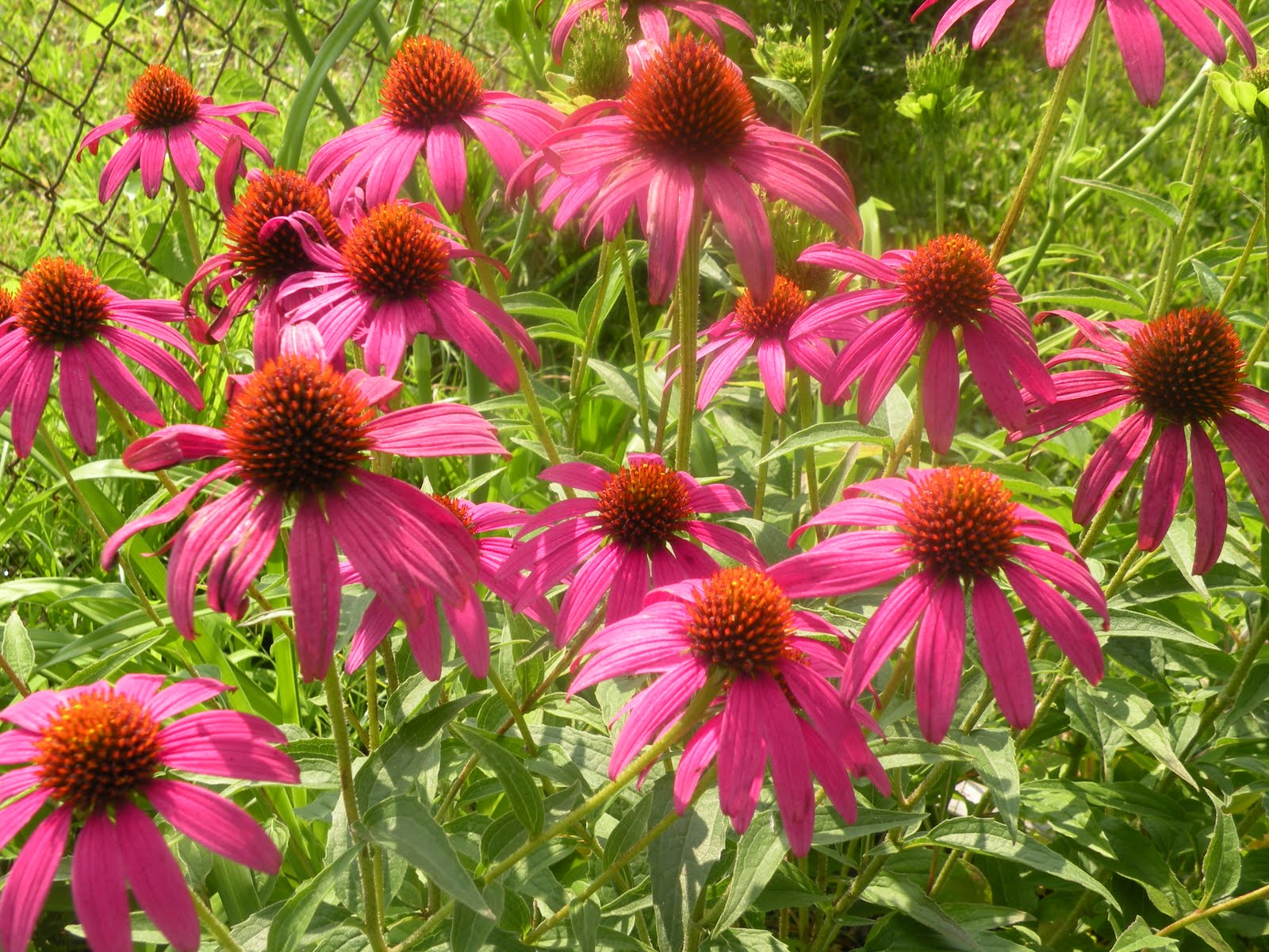 Mary's Louisiana Garden Purple Coneflowers