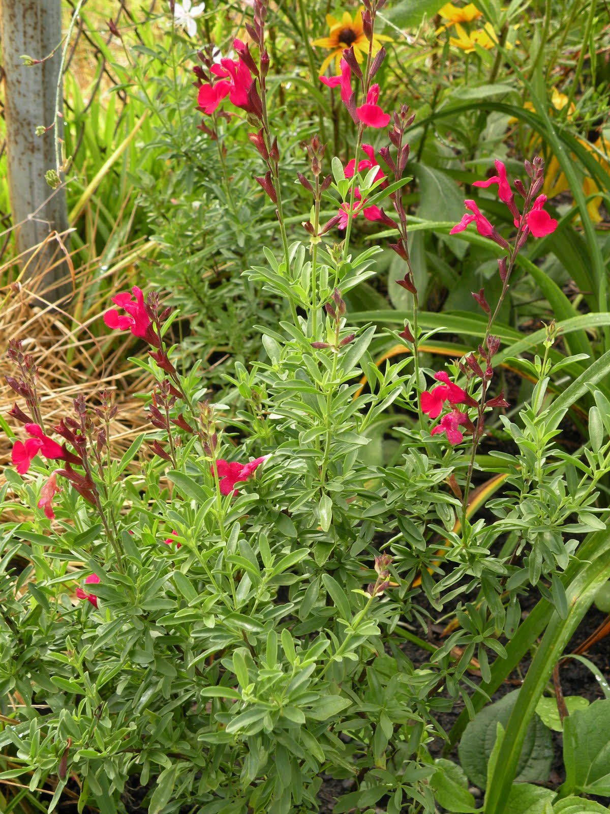 Mary�s Louisiana Garden Autumn Sage