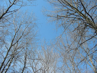 View of tree tops from Norwottuck Rail Trail in Hadley MA