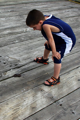 A boy watching a crab on the pier of Salem Willows Park