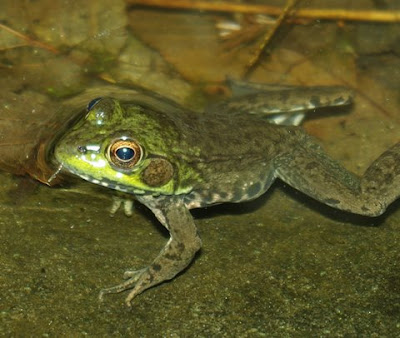 A Green or Bronze frog in a pool of water