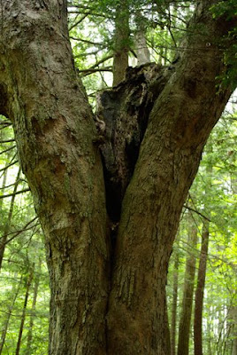 Interesting tree along the Amethyst Brook trail