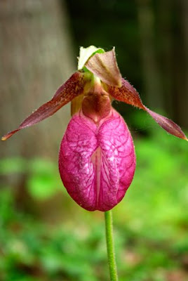 Close up view of a Pink Lady's Slipper