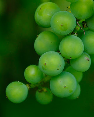 Unripened wild grapes