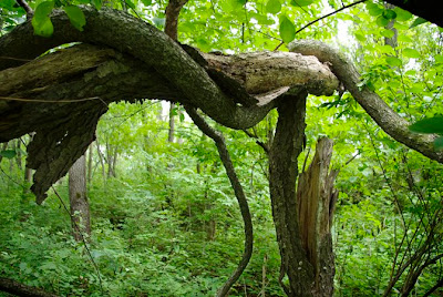 Large Oriental Bittersweet vine wrapped around a larger tree that has snapped in half