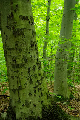 Beech tree along the trail at Joseph Allen Skinner State Park