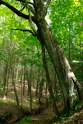 Small tree acting as crutch for larger leaning tree