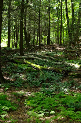 Fern and leaf littered forest floor on Mt. Tom range