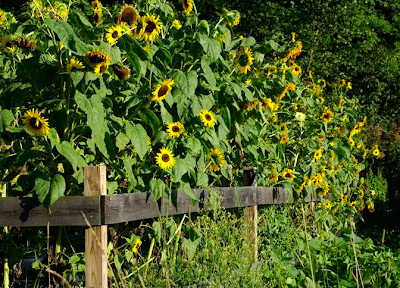 Sunflower border at the Amethyst Brook Community Garden