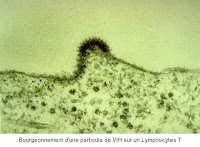 Budding of viral particles of HIV on T-cell