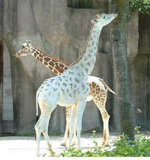 girafes albinos