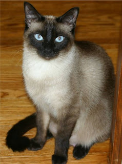 Chat siamois