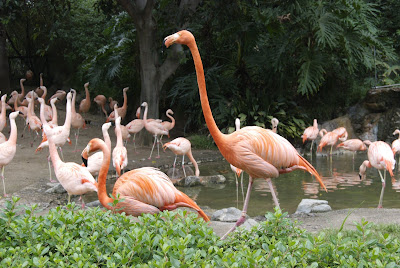 Two species of flamingo