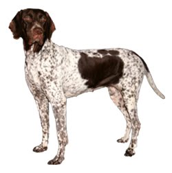 Danish Chicken Dog