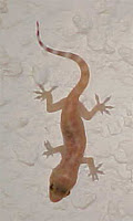 Baby Gecko