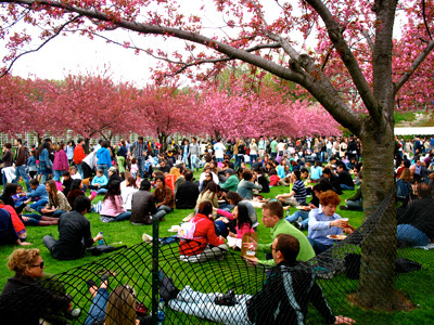 Hanging out among the blossoms
