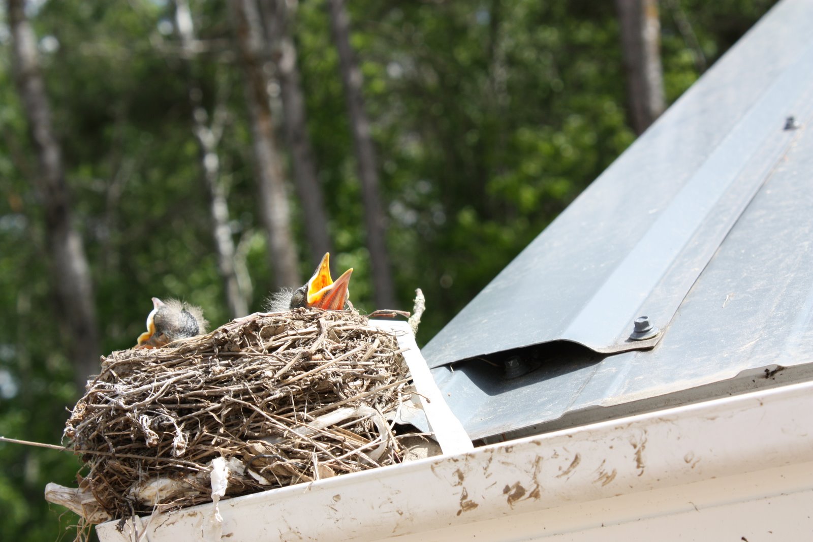 lil fish studios Gutter Birds