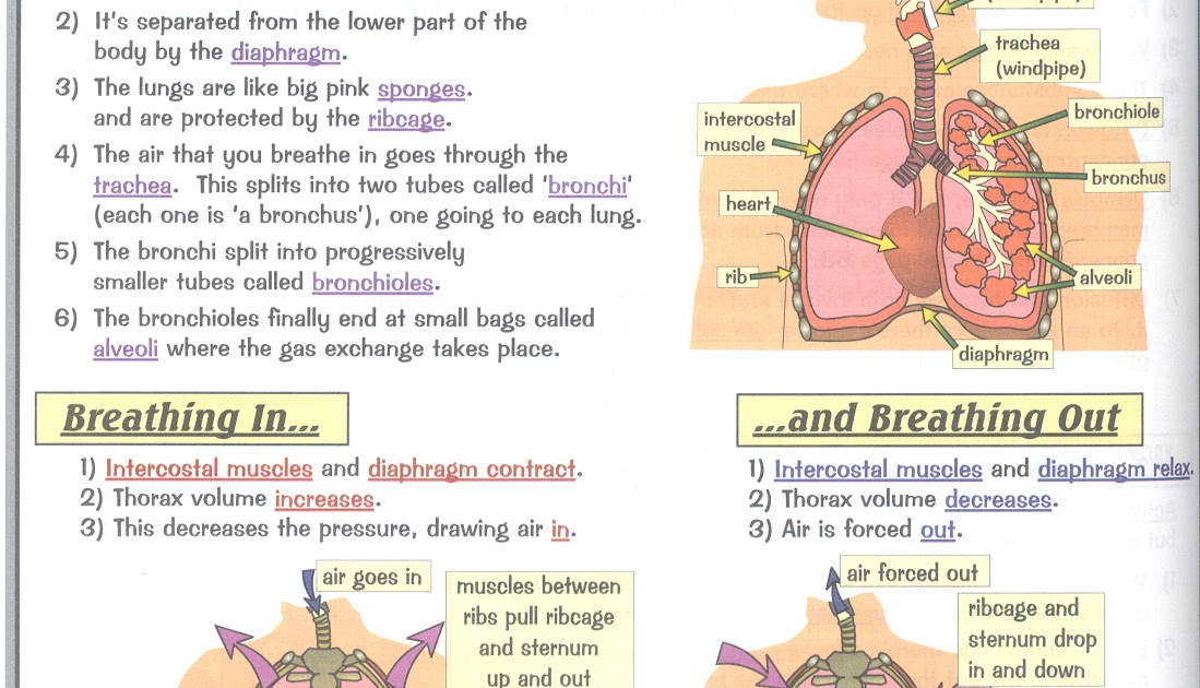 terceroesobilingual: SOME IMPORTANT THINGS ABOUT THE RESPIRATORY SYSTEM