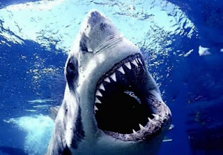 Antarctica threatened by predators | Ecological Problems