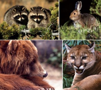 Environmental and Wildlife Management get an article Environmental and Wildlife Management get an article