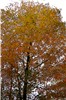 [Otoño.jpg]