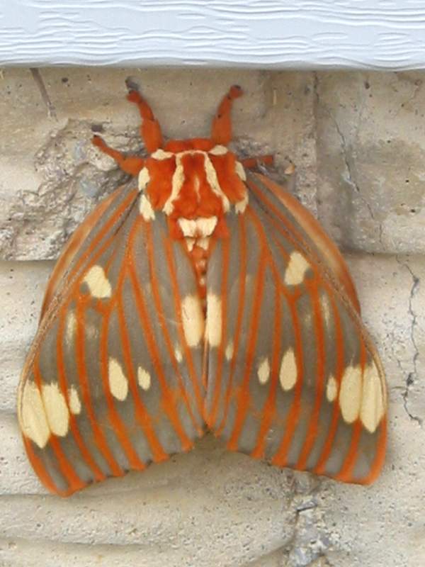 [Royal_Walnut_Moth.JPG]