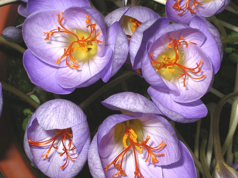 [crocus.JPG]