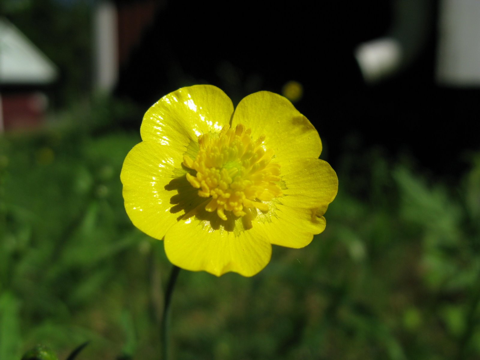[bsmörblomma+(22).jpg]