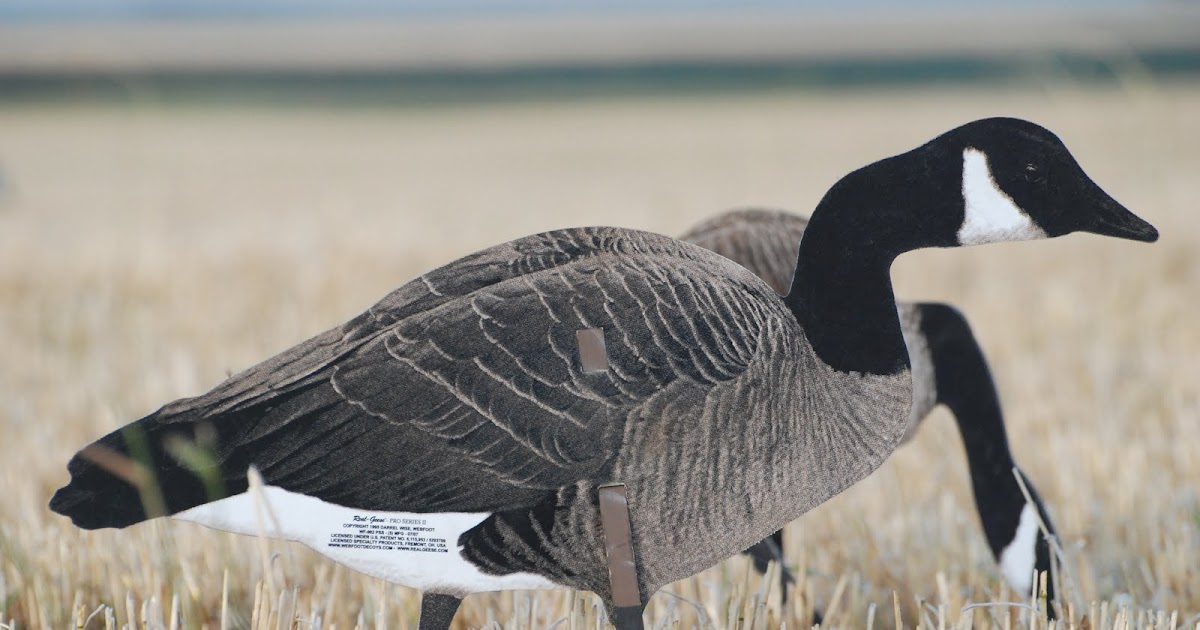 The Outdoorsman's Oasis: Real Geese Decoys