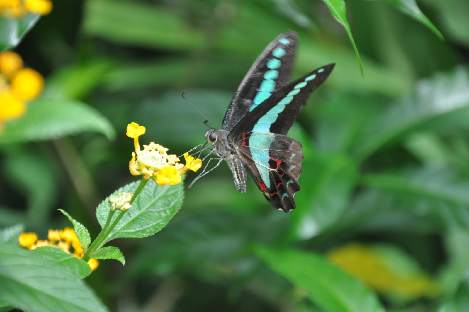 South Korea!: Butterflies and Frog Soup