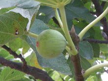 A fig that our friend Montse ate