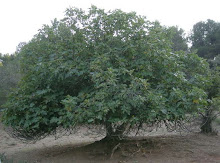 One of the many Fig Trees in Collserola