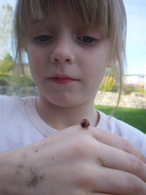 Eclectic Photography Project: Day 118 - ladybugs