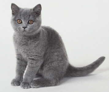 animais amor infinito descrição de raças de gatos boa chart
