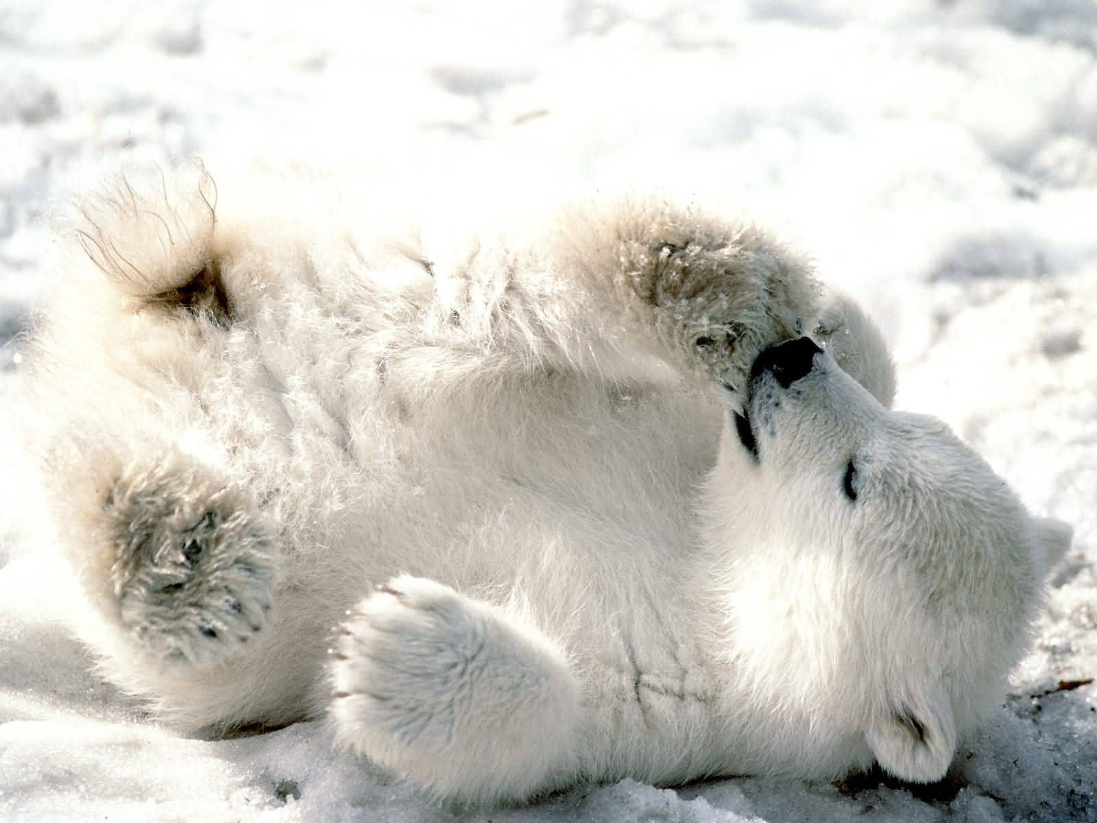 [baby_polar_bear-1.jpg]