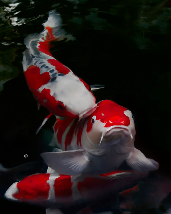 Koi Fish Koi Fish