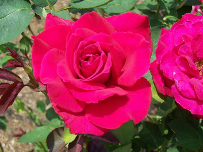 biltmore+rose+garden.jpg