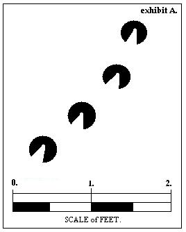 [hoof+diagram.JPG]