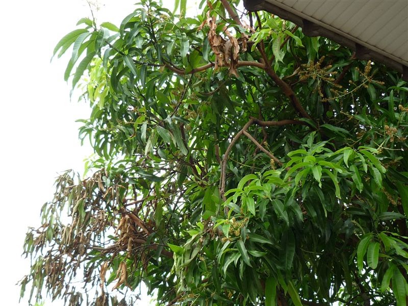 livewellsimple Our Mango Tree is Dying... Slowly.