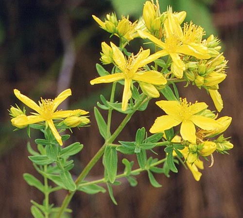 Plantas De Buena Suerte Para La Casa + Info Plantas De Buena Suerte Para La Casa + Info