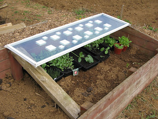 hardening the seedlings