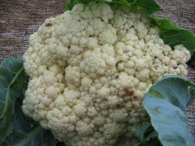 My first cauliflower.