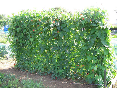 runner beans