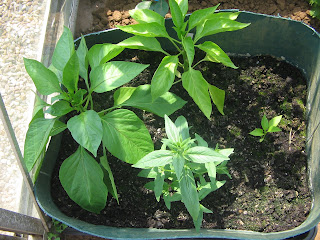 bell peppers