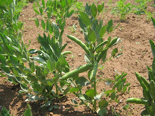 broad beans